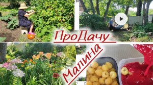 Малину собираю и заготавливаю в заливке!