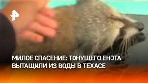Спасли тонущего енота: пушистика едва не затянуло в водоворот. Кадры из Техаса