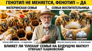 Влияет ли семья-воспитательница на генотип будущей матки? Отвечает профессор Кашковский 🐝👑