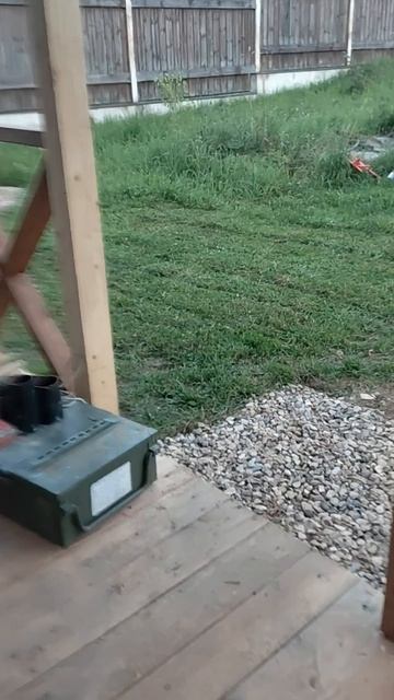 # нашли я ящерицу # круто