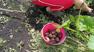 ЗАЕХАЛИ В ПИТОМНИК, ПРИОБРЕЛИ САЖЕНЦЫ/КОПНУЛИ МОЛОДОЙ КАРТОШКИ 👍