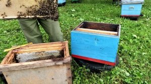 16 июля. Пересаживаю рой из ловушки в улей.