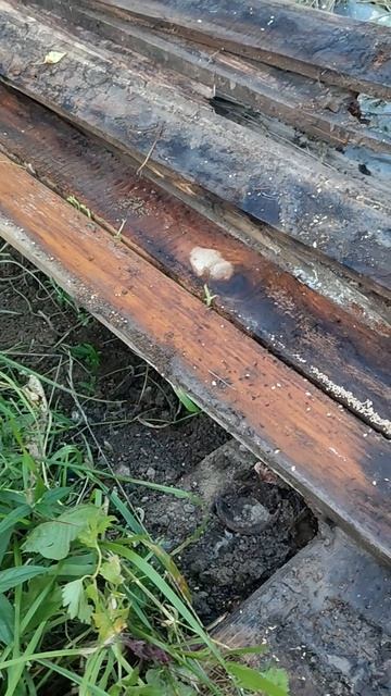 мы убили сороконожку