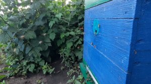 после сложного трудового дня ,пчелка возвращается домой.