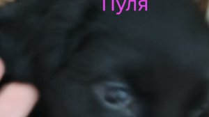показываю мою новую собаку.