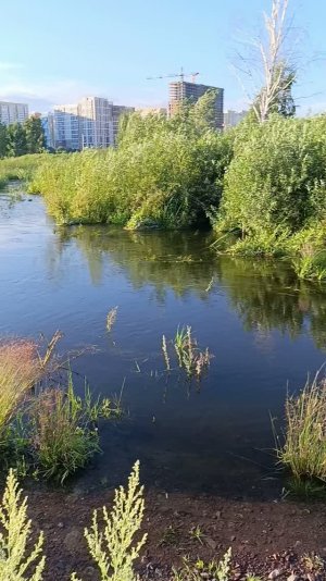 красивая природа река утки рыбка