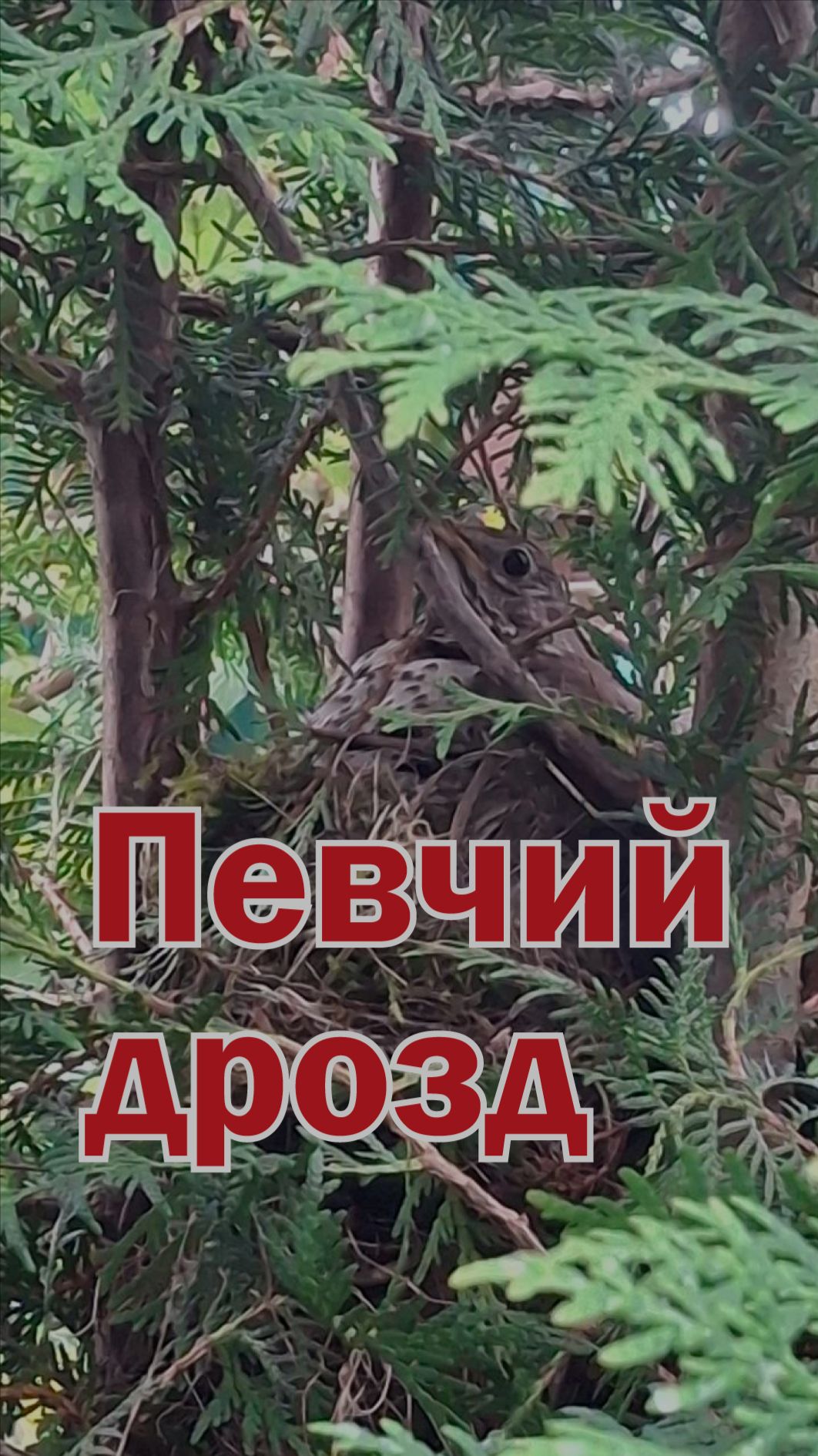 Певчий дрозд: семья в гнезде