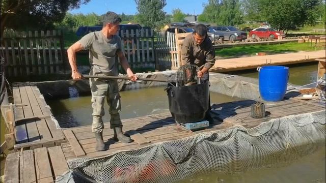 Запуск форели 17.07