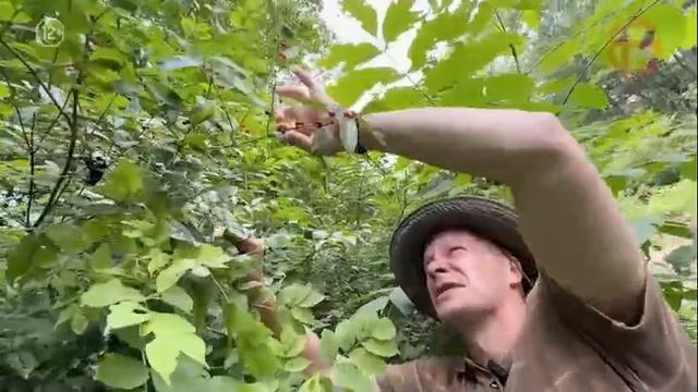 «По Уссурийскому краю». Плоды растений июльской тайги.