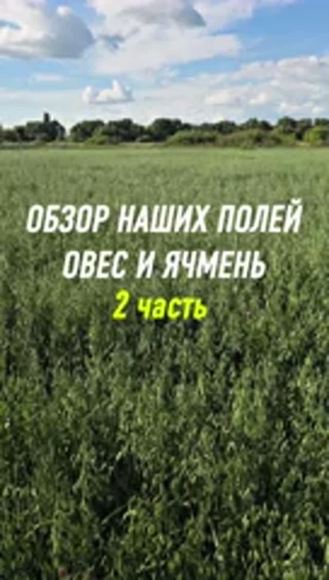 Обзор полей, ячмень и овёс. 2 часть. #AUM #YogaFerma #сельскоехозяйство #органическоеземледелие