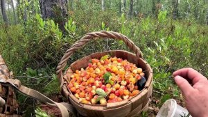 ЯГОДНЫЙ СЕЗОН. СБОР ДИКОЙ МОРОШКИ. САМАЯ ПОЛЕЗНАЯ ЯГОДЫ В МИРЕ. ТАЁЖНЫЙ ПРОМЫСЕЛ. ДЕНЬГИ ИЗ ЛЕСА