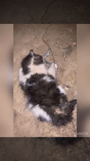 Дети подземелья, помощь бездомным животным
