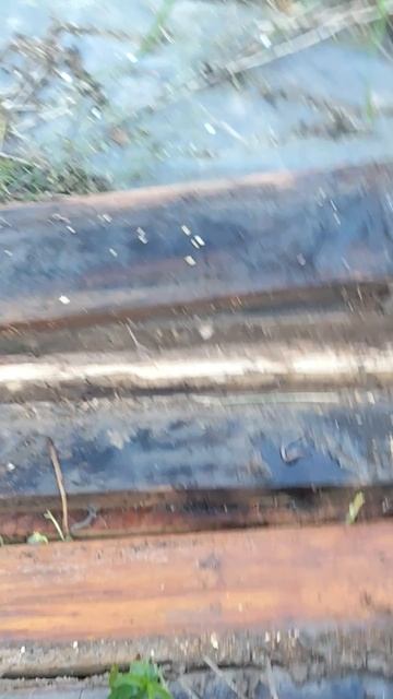 нашли вкладки яиц червяков и сороконожку и летающих муравьёв