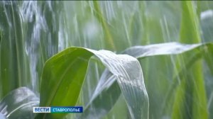 «Вести. Ставропольский край» 17.07.2026 (9.30)