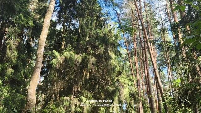 Прогулка #48 🌳🌲☀️🌳🌲 15.07.2026