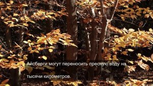 «Визуальный десерт: сладкая эстетика еды»