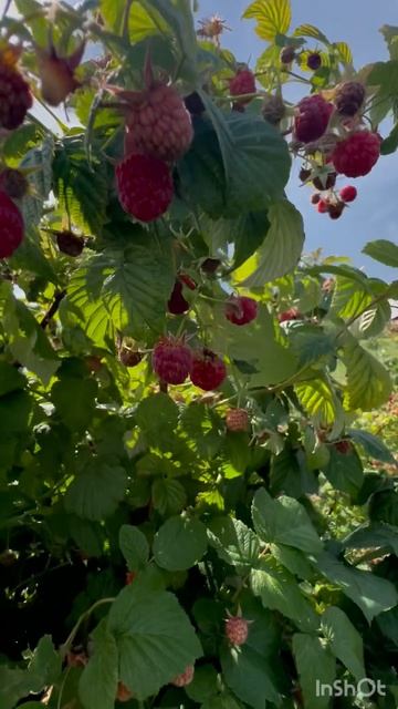 17-07-2026 малиновая вкусняшка