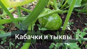 Кабачки и тыквы на моем участке. Интересные сорта