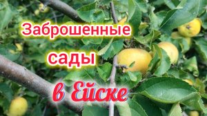 Нашли ЗАБРОШЕННЫЕ сады🍎/НОВЫЕ дома за 3,8 млн/Марсик жжёт/Продаём СТАРТЕР