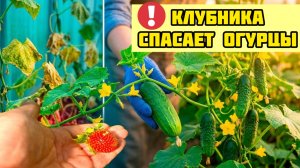 Что делать если желтеют листья огурцов? Как увеличить урожай огурцов