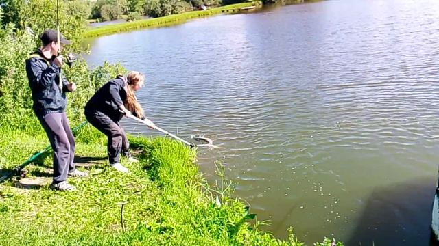 Ловля Осётра на 2-м Вип водоёме РК "Фишка Петряиха" смотреть онлайн