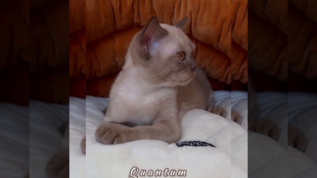 Шоколадный бурманский котёнок Quantum Freya Way*RU