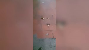 «КВАРТИРНЫЙ ЗВЕРИНЕЦ»