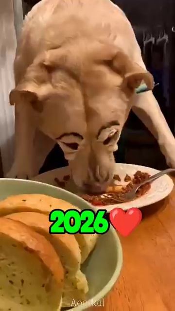 Famous dogs and cats in recent years