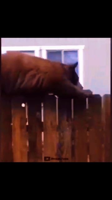 Я не Мишка я КОТ 🐈 смотреть онлайн