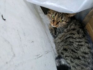 помогаю подписчикам вместе со своим братом Димой им прокачаться в девяносто девять ночей и просто бу