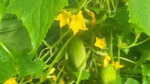 Собираю урожай.🥒🥒🥒