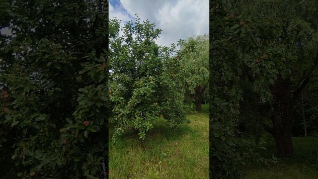 VID_20260713_112604