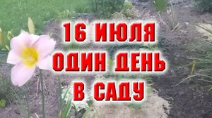 16 июля. Еще один день в саду в делах