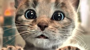 Приключение милого котенка и м