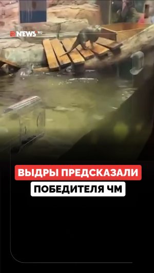 Выдры предсказали победителя чемпионата мира: пушистые оракулы поставили на победу Испании