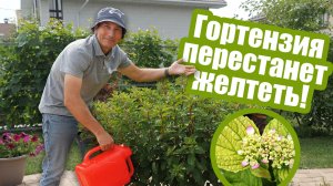 Желтеют листья гортензии? Это легко исправить!