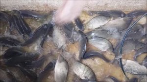 Зарыбление Верхнего пруда карпом 2000 кг. Клёвое место Лосиный остров.