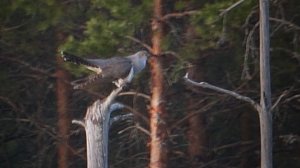 Утро 9 мая на Водоёме. Наблюдаем за кукушками