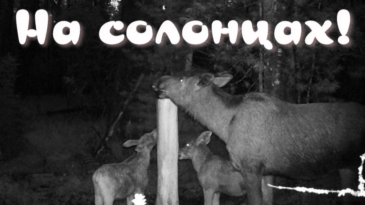 Несколько недель не был в тайге пора заготовки иван-чая на солонцах жизнь течёт своим чередом