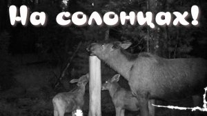 Несколько недель не был в тайге пора заготовки иван-чая на солонцах жизнь течёт своим чередом