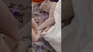 Отвезла в клинику кошку, которую погрызли собаки