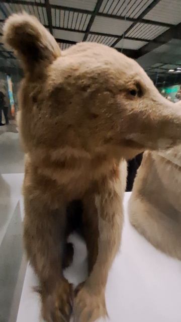 Медведи