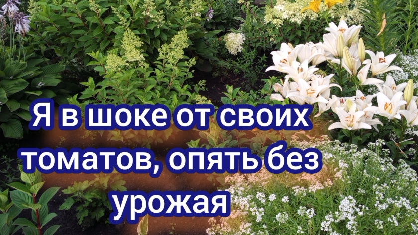 Погода не даёт работать. Томаты опять огорчают. Новые приобретения для моих клумб. смотреть онлайн