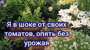 Погода не даёт работать. Томаты опять огорчают. Новые приобретения для моих клумб.