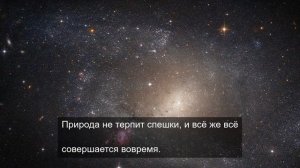 Цветочная симфония: Макромир растений и цветов