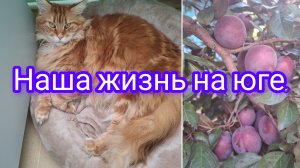 18-07-2026/ Новая лежанка Дусе🥰/ Гнездо от соседки/ Суп с галушками/ Наша жизнь на юге/  Кубань/