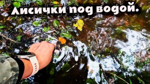 Все грибные места затопило. Там где собирал грибы теперь вода. Наводнение в Свердловской области.