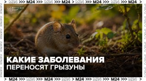 Эксперты рассказали, какие болезни переносят грызуны и как от них защититься - Москва 24