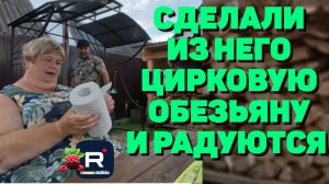 Сделали из него цирковую обезьяну и радуются /Ольга Уралочка live Обзор