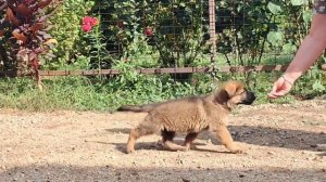 Баларис АДМИРАЛ,  1 месяц 26 дней.